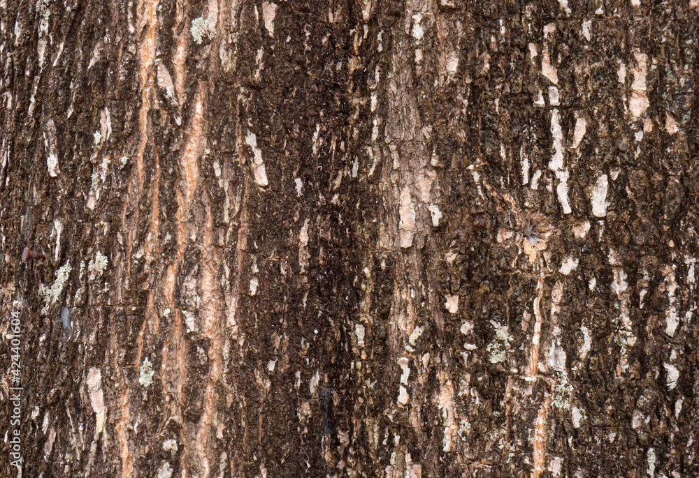 Bark from a large tree trunk. Woodgrain pattern For use in making wallpaper or background Bark from a large tree trunk. Woodgrain pattern For use in making wallpaper or background