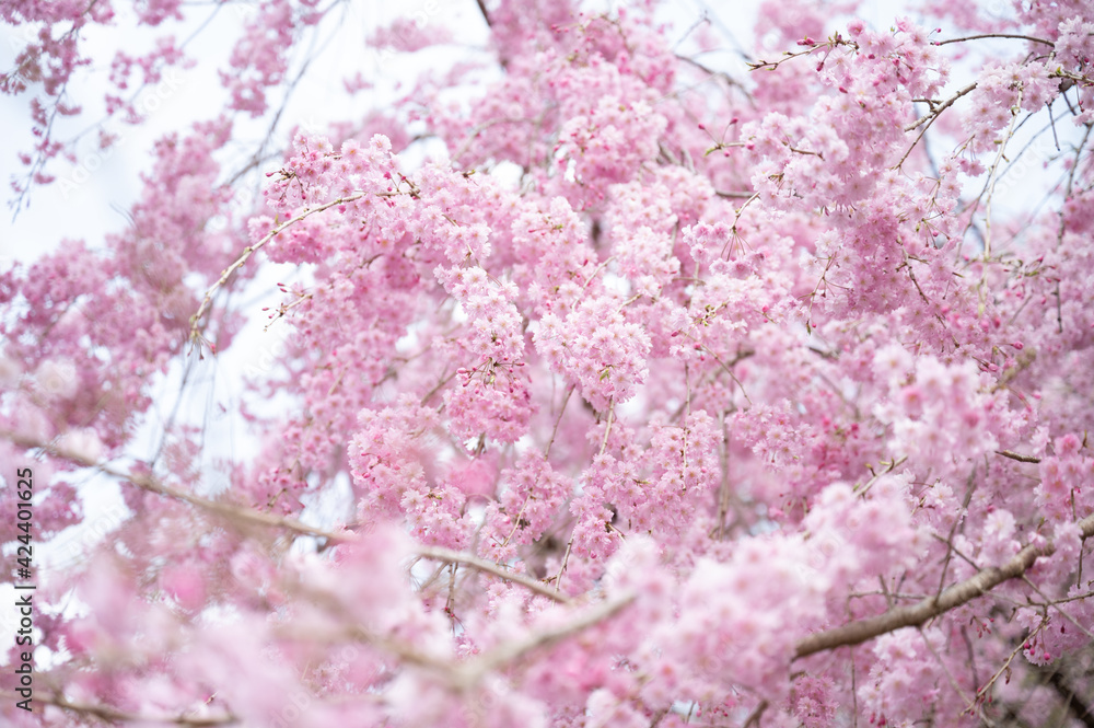 入学式や卒業式に使いやすい桜のバナー素材