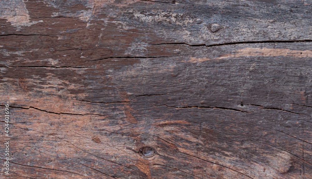 Bark from a large tree trunk. Woodgrain pattern For use in making wallpaper or background Bark from a large tree trunk. Woodgrain pattern For use in making wallpaper or background