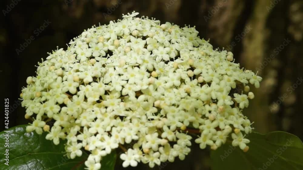 風にゆれる紫陽花 風にゆれる紫陽花