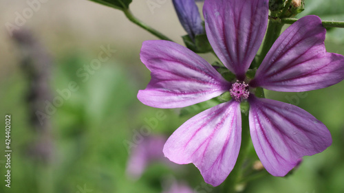 natural lavatera cretica flower photo