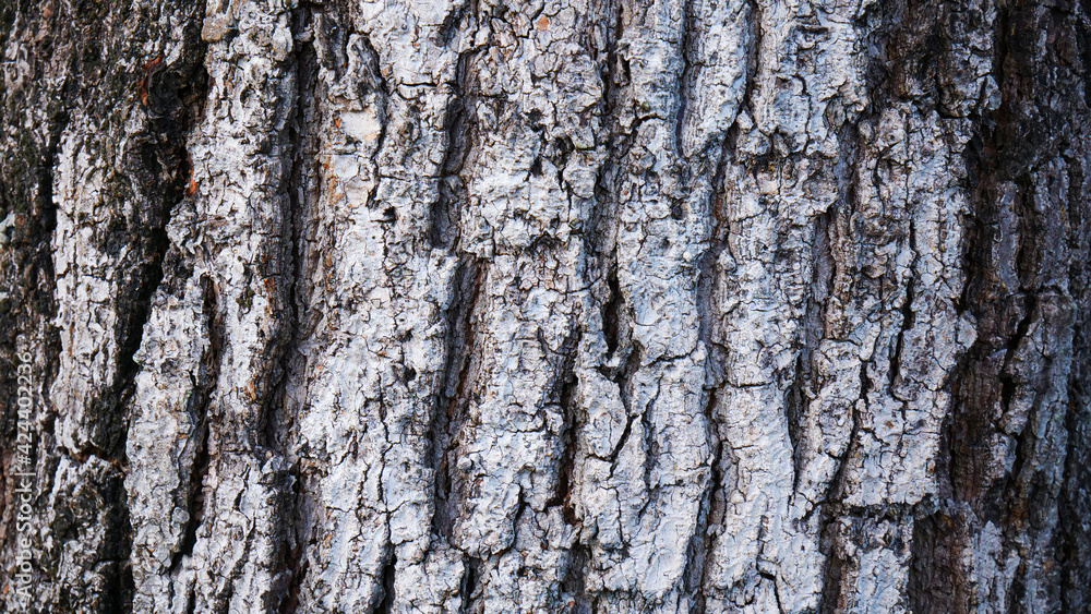 Fototapeta premium Bark from a large tree trunk. Woodgrain pattern For use in making wallpaper or background