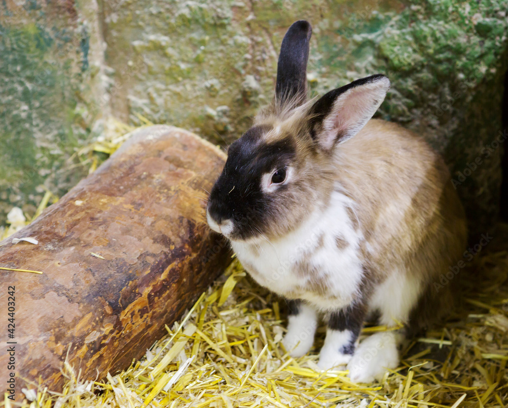 Decorative rabbit. They look delicious. These animals are very small in ...