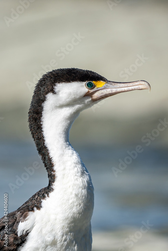 Close up of a pied shag cormorant bird in New Zealand
