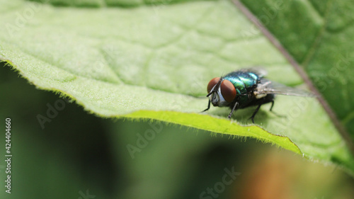 natural common green bottle fly photo