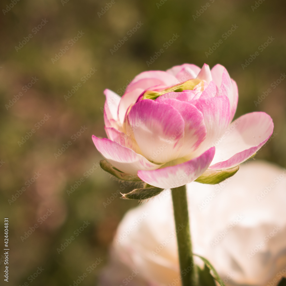 Beautiful blooming buttercup flowers in white and pink color in someone's garden Beautiful blooming buttercup flowers in white and pink color in someone's garden