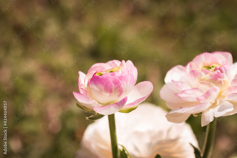 Beautiful blooming buttercup flowers in white and pink color in someone's garden Beautiful blooming buttercup flowers in white and pink color in someone's garden