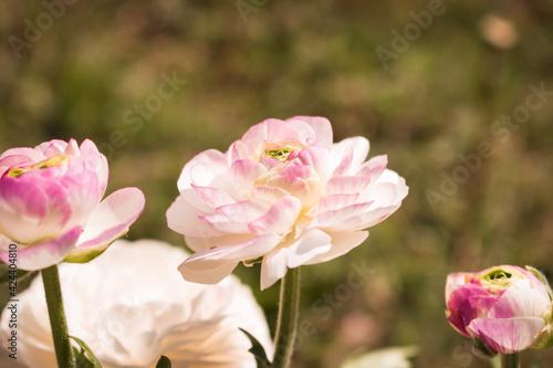 Beautiful blooming buttercup flowers in white and pink color in someone's garden