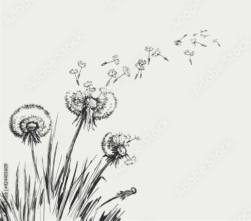 Dandelion, Flying Seeds of Dandelion Hand Drawn Illustration isolated on white Background