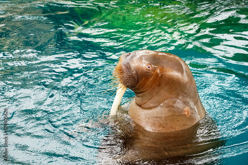 セイウチのショー（大分マリーンパレス水族館「うみたまご」） photo