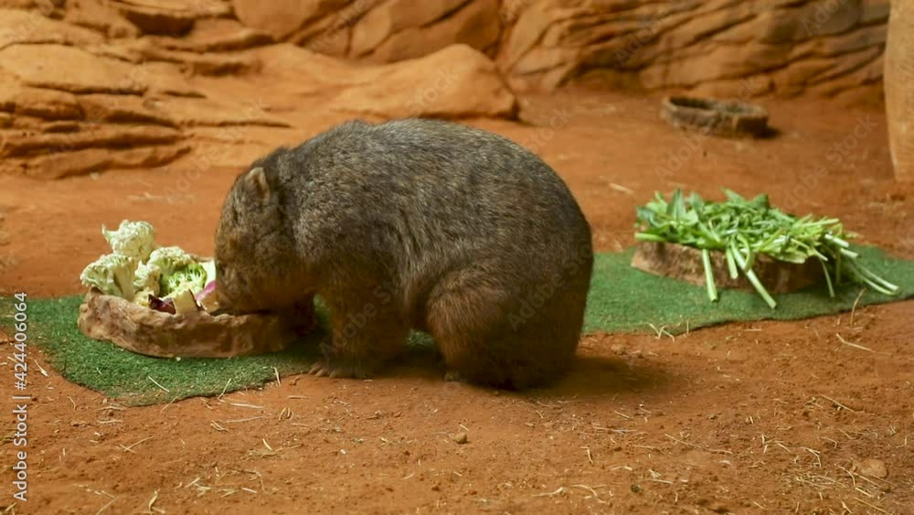 The common wombat (Vombatus ursinus), also known as the coarse-haired wombat or bare-nosed wombat, is a marsupial, one of three extant species of wombats and the only one in the genus Vombatus The common wombat (Vombatus ursinus), also known as the coarse-haired wombat or bare-nosed wombat, is a marsupial, one of three extant species of wombats and the only one in the genus Vombatus