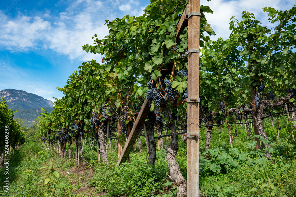 Fototapeta premium Vineyard. Large bunches of ripe wine grapes hang from old vines in wine region.