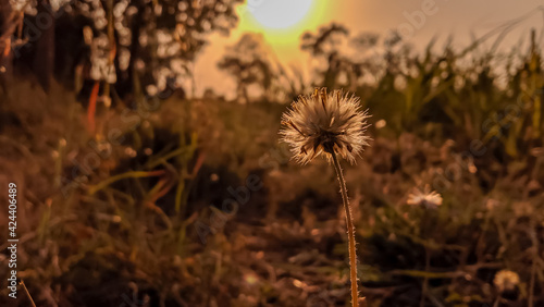 thistle in the sun at time of dusk.