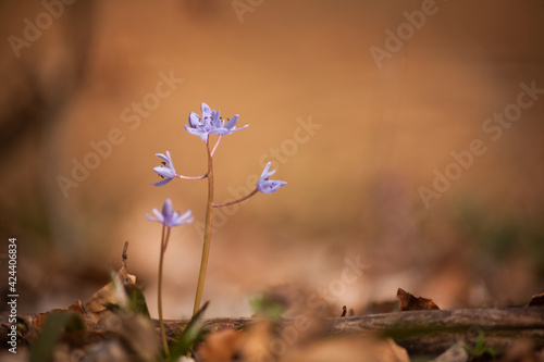 Blue forest flower iris, in the wild. Blurred background. Nature. 