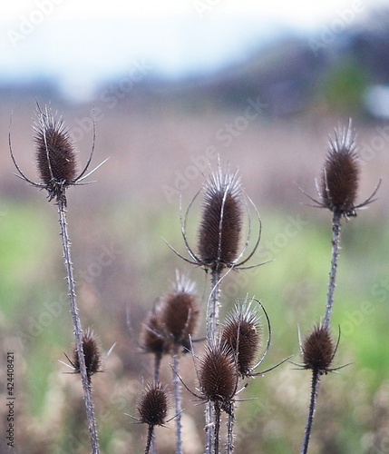 Thistles in winter in the park of the Piana di Sesto Fiorentino  Tuscany  Italy