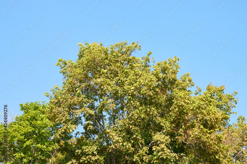 Green Tree with Natural Sun Light on Blue Sky Background