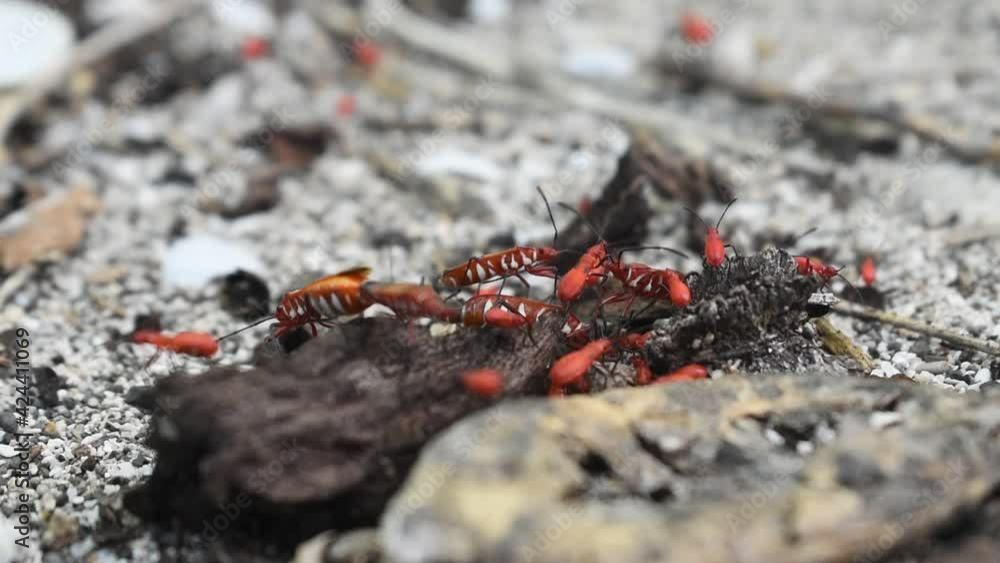 Red and black ground bugs, Boxelder bugs are mostly a nuisance pest but these bugs can bite. Their mouthpieces are designed to break through the skin of a fruit and are capable of piercing human skin Red and black ground bugs, Boxelder bugs are mostly a nuisance pest but these bugs can bite. Their mouthpieces are designed to break through the skin of a fruit and are capable of piercing human skin