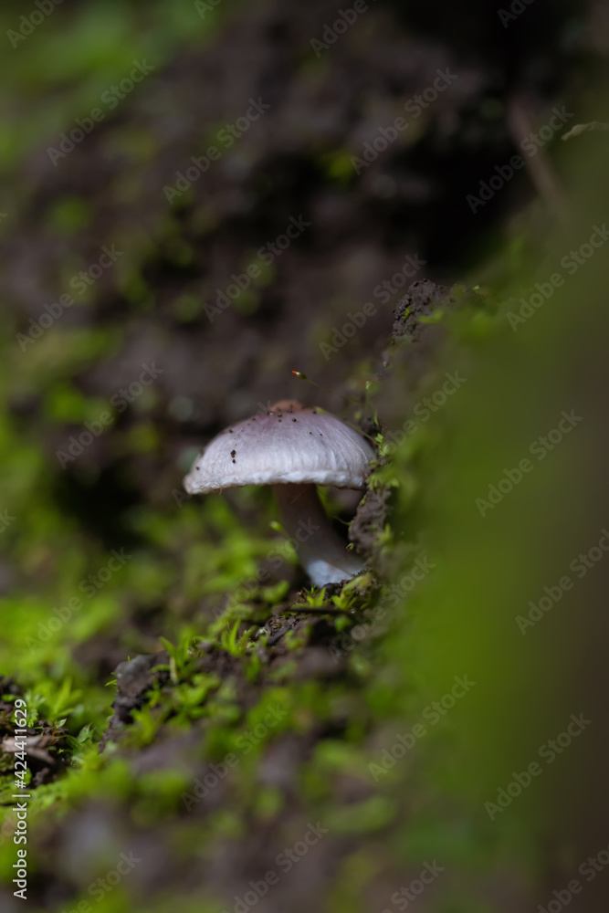 Mushrooms in the forest inclose, toxicant, mushroom, outdoors, vegan, mycelium, botany, vegetable, beautiful, viperous, biology, amanita, danger, mushrooms, macrolepiota, macrolepiota procera the rain