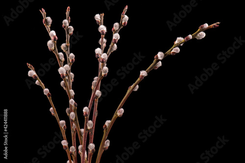 Blooming pussy willow fluffy buds. Close-up of spring willow catkins flowers on black background.