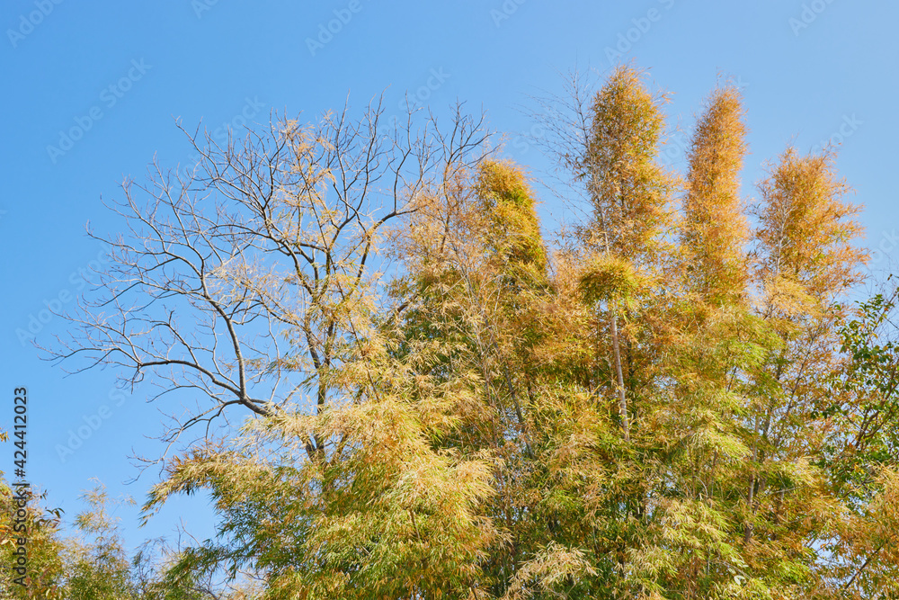 Fototapeta premium Green and Yellow Bamboo Tree on Blue Sky Background