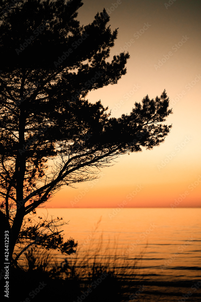 Baum vor Sonnenuntergang an der deutschen Ostseeküste Baum vor Sonnenuntergang an der deutschen Ostseeküste