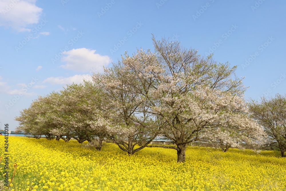 穏やかな日 菜の花と桜 風景 渡良瀬 穏やかな日 菜の花と桜 風景 渡良瀬