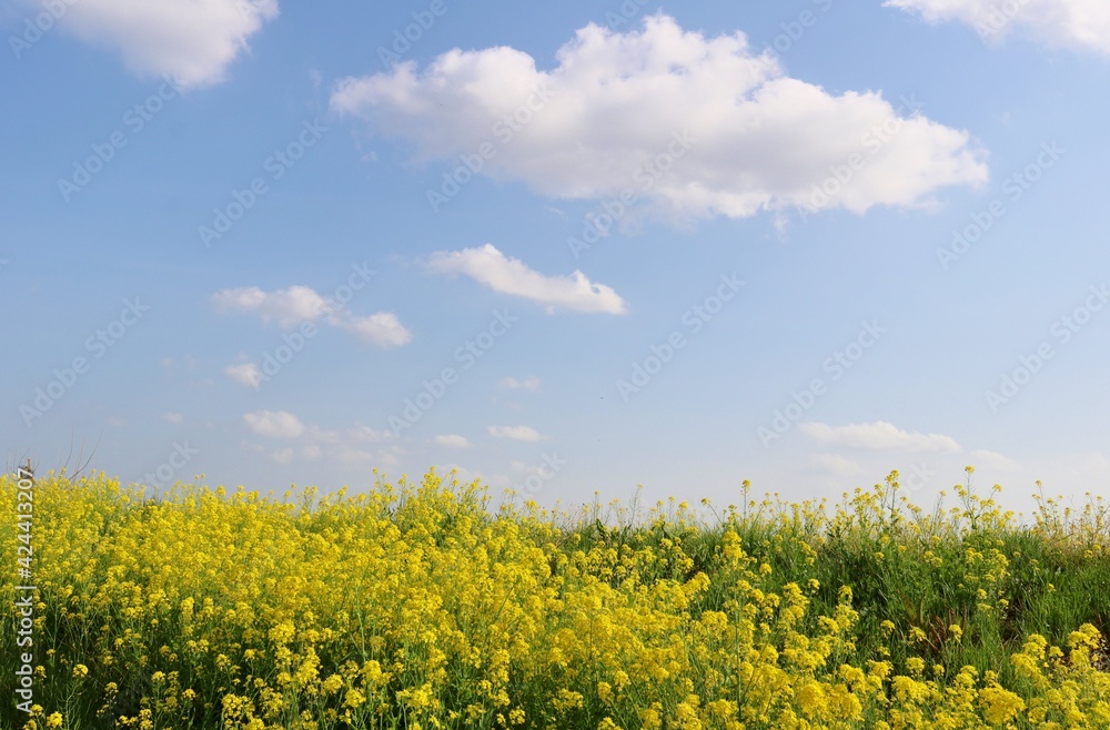 堤防の菜の花 春の青空 風景 堤防の菜の花 春の青空 風景