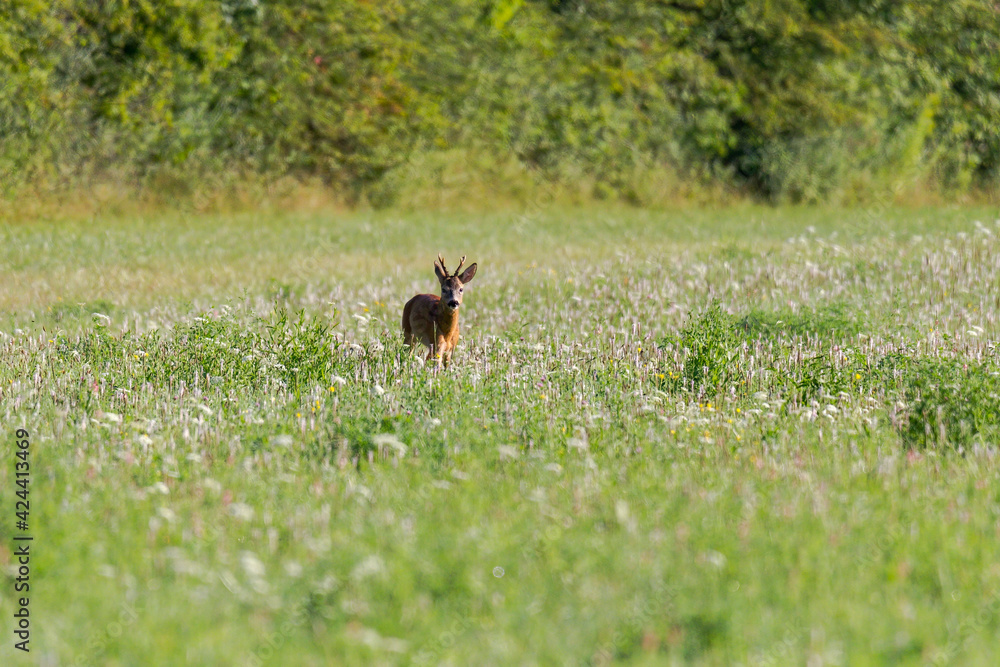 Naklejka premium Young roe deer in a meadow