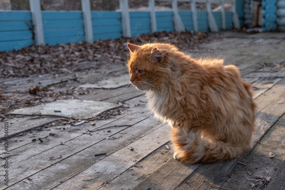 Portrait of a beautiful ginger street cat