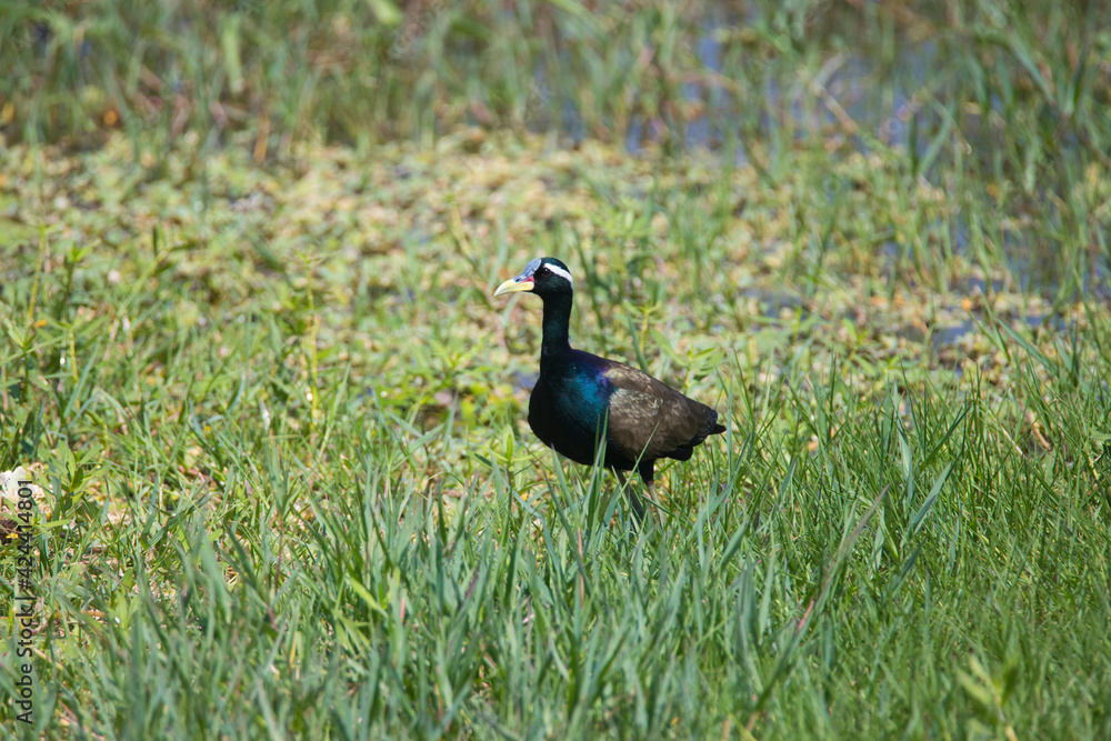 Bronze winged Jacana standing in a marshland Bronze winged Jacana standing in a marshland