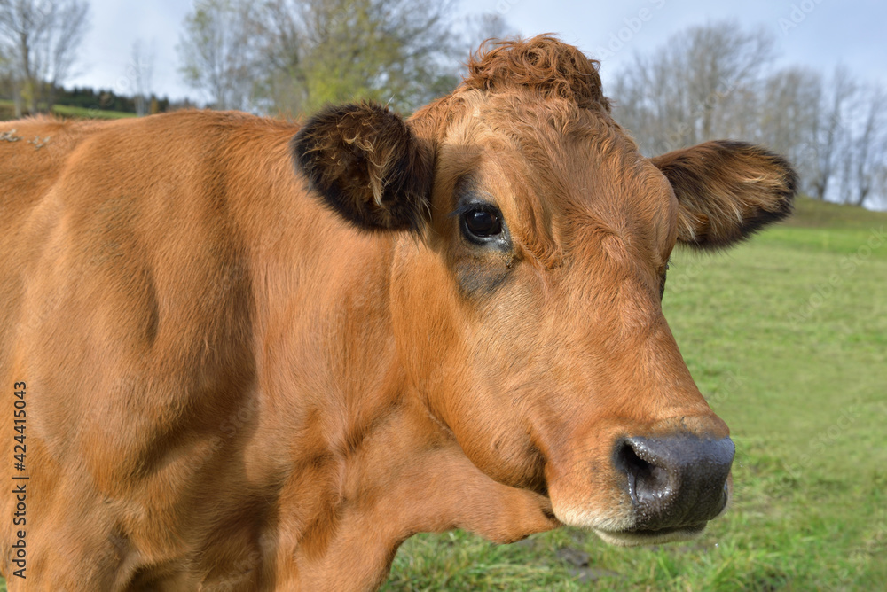 portrait of a alpine brown cow looking camera in a meadow portrait of a alpine brown cow looking camera in a meadow