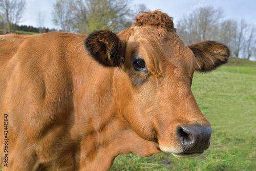 portrait of a alpine brown cow looking camera in a meadow
