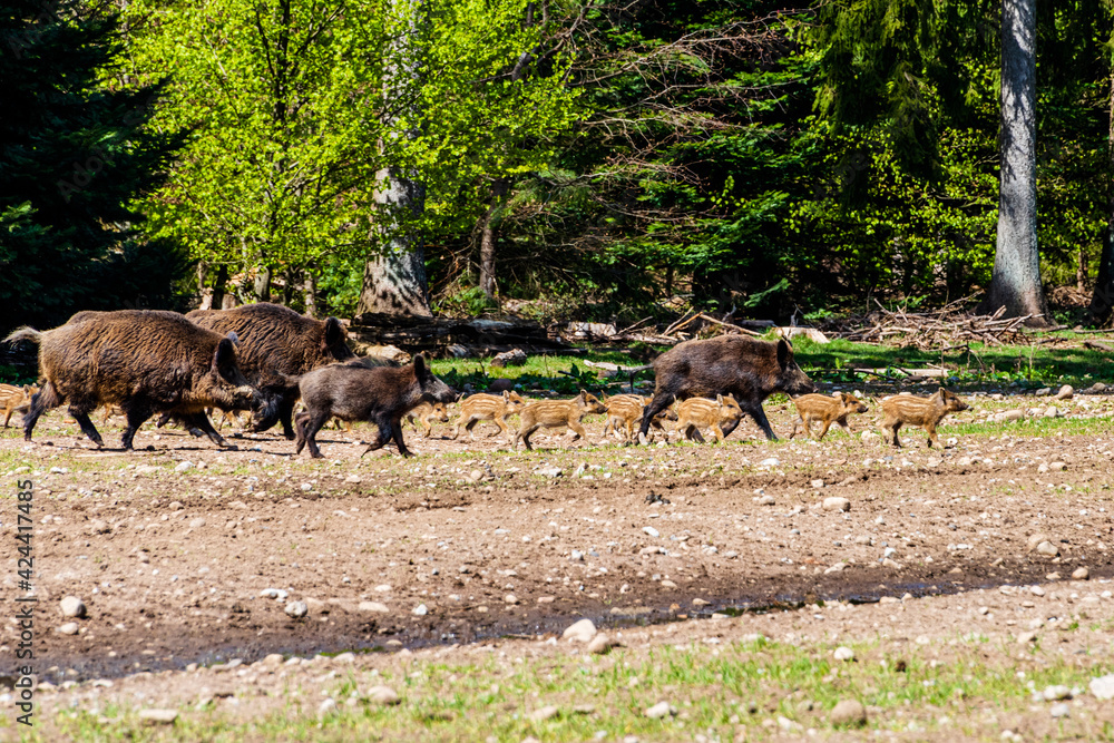 Der Erlebnis Wald Trappenkamp bietet auf mehr als 100 Hektar Wildgehege und Erlebnispfade ein einmaliges Naturerlebnis, hier eine Rotte Wildschweine Der Erlebnis Wald Trappenkamp bietet auf mehr als 100 Hektar Wildgehege und Erlebnispfade ein einmaliges Naturerlebnis, hier eine Rotte Wildschweine