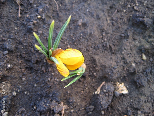 Yellow crocus flower buds photographed from directly above. 
