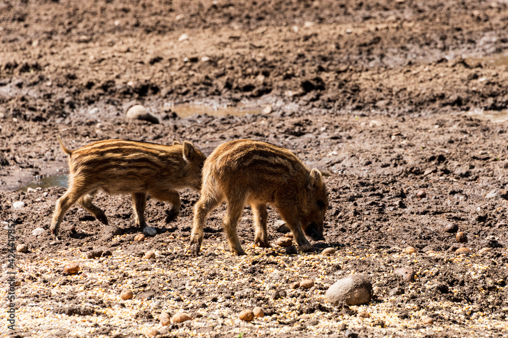 Der Erlebnis Wald Trappenkamp bietet auf mehr als 100 Hektar Wildgehege und Erlebnispfade ein einmaliges Naturerlebnis, hier eine Rotte Wildschweine Der Erlebnis Wald Trappenkamp bietet auf mehr als 100 Hektar Wildgehege und Erlebnispfade ein einmaliges Naturerlebnis, hier eine Rotte Wildschweine
