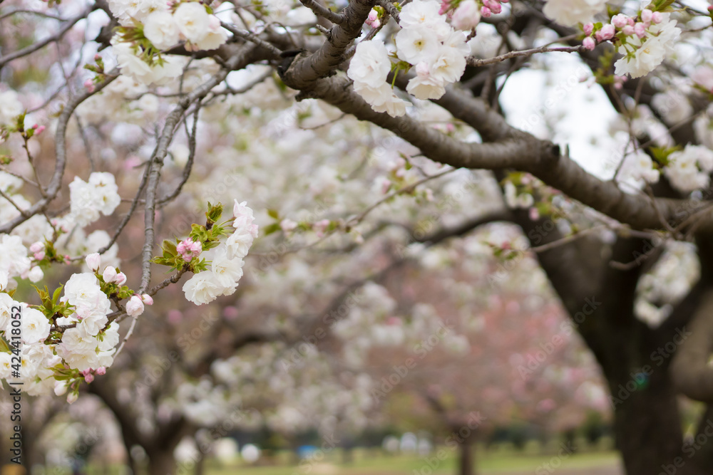 Obraz premium sakura