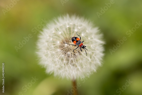 macro selective focus of Australian red and black Harlequin bug (Dindymus versicolor) on a dandelion seed