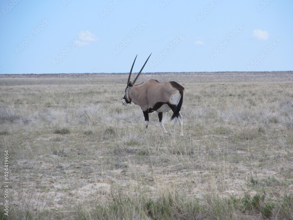 Naklejka premium Wildlife