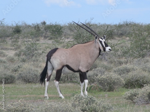 Konstfotografi Wildlife