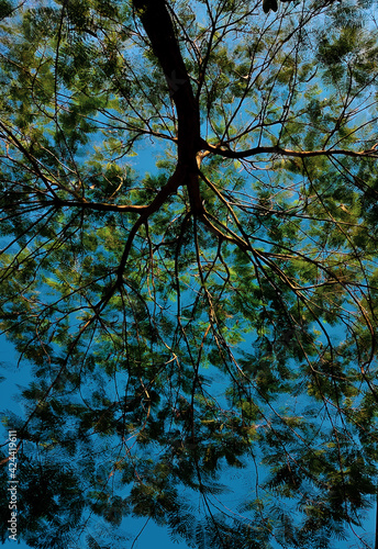 trees and sky