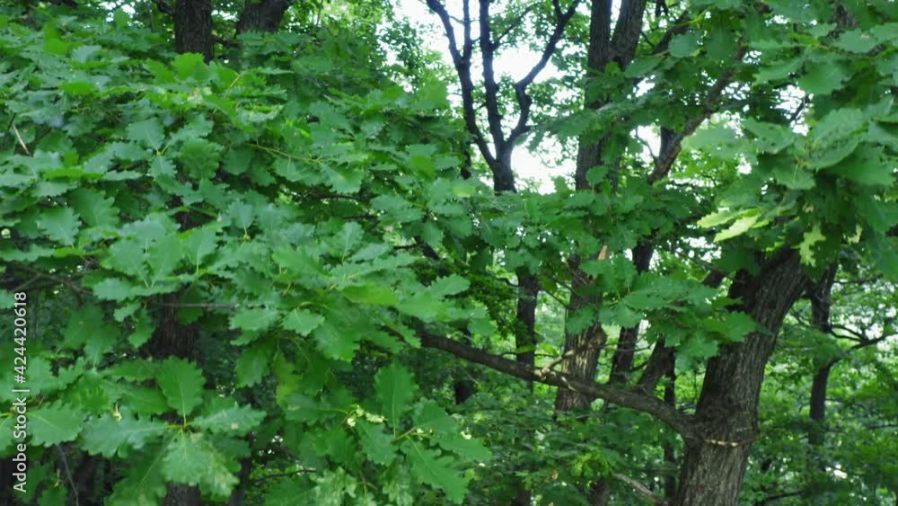Aerial view of the forest of Quercus petraea, commonly known as the sessile oak, Cornish oak, Irish Oak or durmast oak Aerial view of the forest of Quercus petraea, commonly known as the sessile oak, Cornish oak, Irish Oak or durmast oak