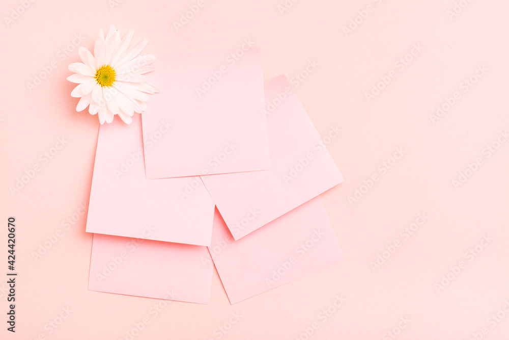 The concept is pink. Blank square small writing sheets and chrysanthemum on a pink background. Top view The concept is pink. Blank square small writing sheets and chrysanthemum on a pink background. Top view