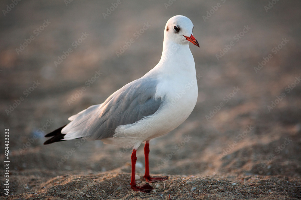 Fototapeta premium Beautiful close-up portrait of sea gull bird, on a sandy beach