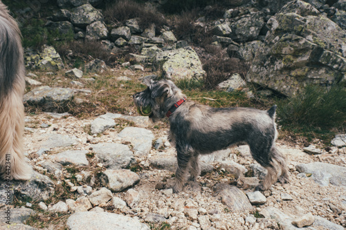 Puppy dog outside in the mountains