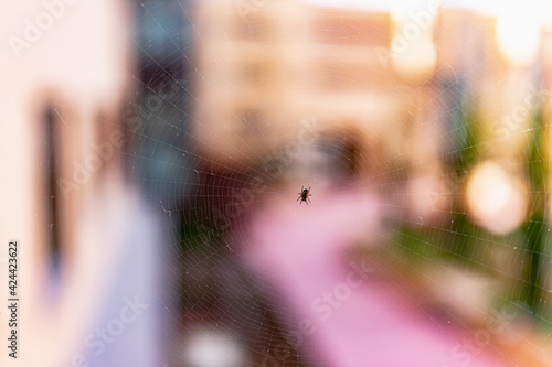 Small black and yellow spider stands in the center of its beautiful web as the sun sets.