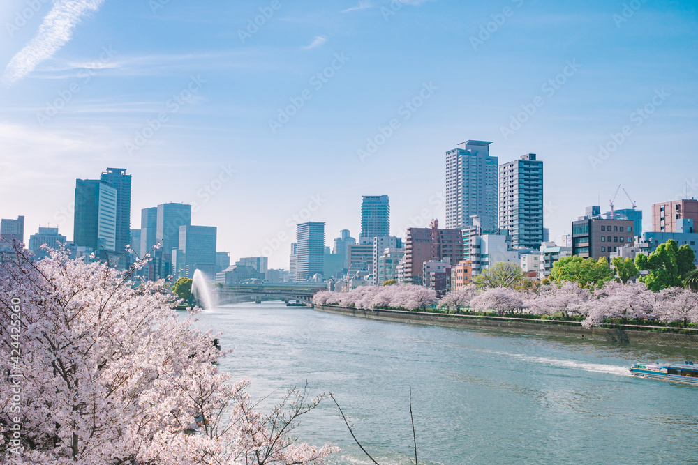 Naklejka premium 春の大阪の街並み(大川の桜)