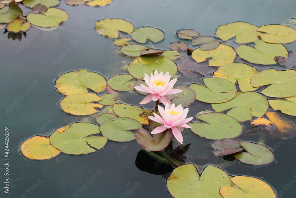 blooming water lilies in a garden in france blooming water lilies in a garden in france