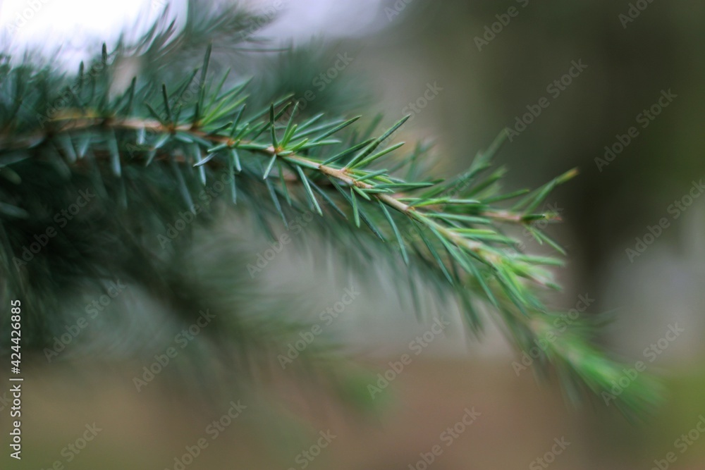 close up of pine needles close up of pine needles