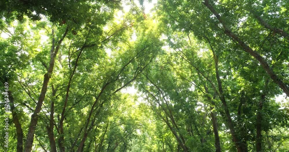 Looking up beautiful green of trees with light ray on summer's day. Sun rays break through the foliage of magnificent green tree. Looking up beautiful green of trees with light ray on summer's day. Sun rays break through the foliage of magnificent green tree.