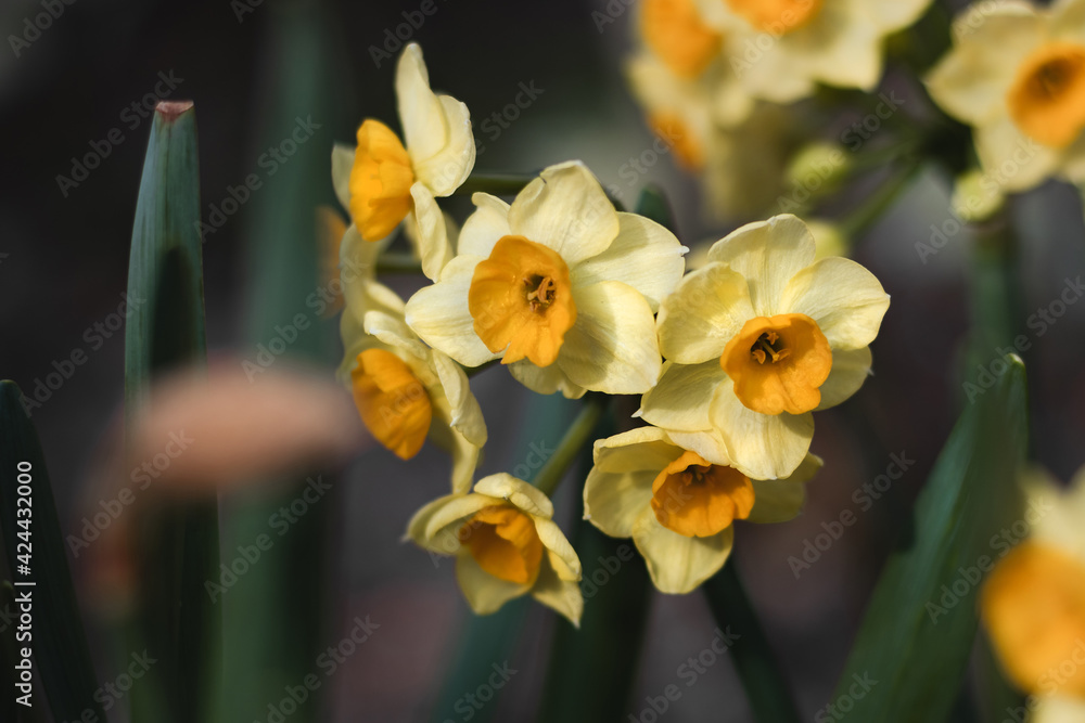 Blooming yellow daffodils. Narcissus flowers on a blurry background on a sunny day. The first spring flowers. Yellow daffodils with green foliage. Blooming yellow daffodils. Narcissus flowers on a blurry background on a sunny day. The first spring flowers. Yellow daffodils with green foliage.